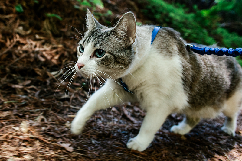 Illustration for article titled How To Take Your Cat Camping